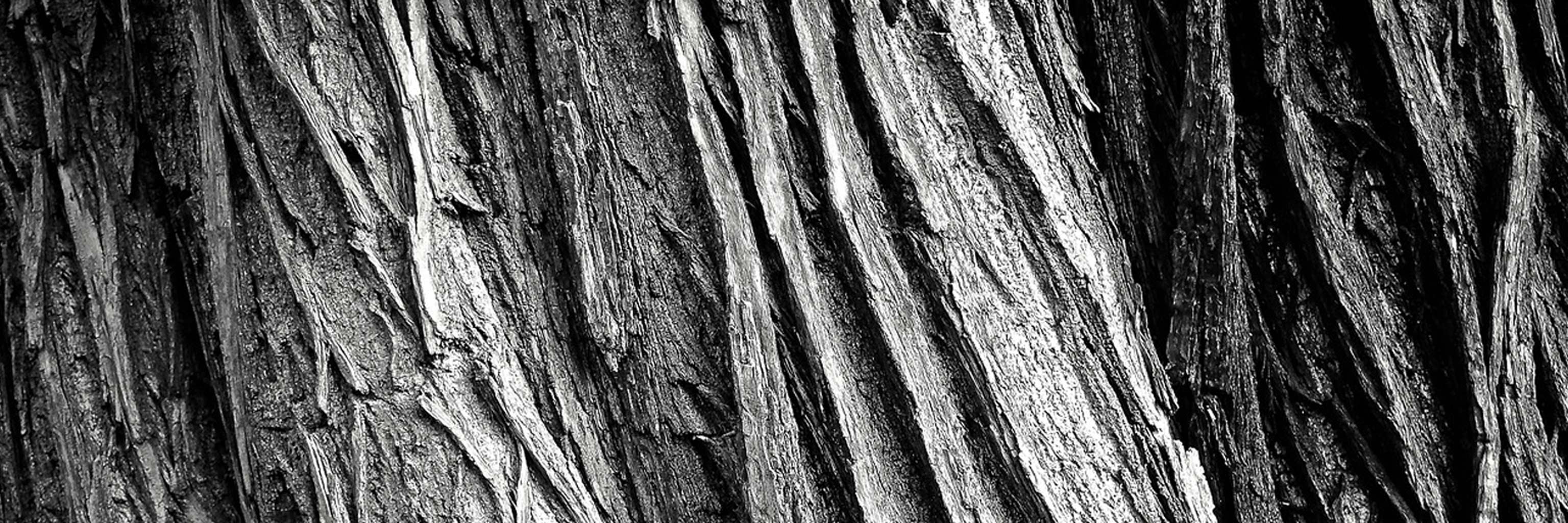 black and white photo of tree bark