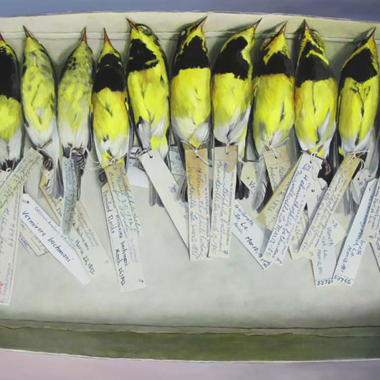 box of tagged black and yellow birds